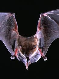 Av flaggermus som er funne smitta med eblv er meir enn 95% av arten sørflaggermus (eptesicus serotinus) som les nettmelding frå miljødirektoratet. Lys Truer Flaggermusene Natur Nrk