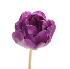 Flowermuse Purple Tulips Source Types Of Purple Flowers Types Of Flowers Tulip Flower Pictures