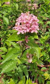 Image result for x Ruttyruspolia