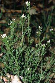 Image result for Cardamine obliqua