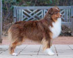 Fur babies never stay long enough. it's been several months, but i the median australian shepherd life expectancy is 9 years, but some do live significantly longer. Brachyurie Natural Bobtail Nbt Yellowstone Australian Shepherds