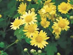 Image result for Chrysanthellum indicum