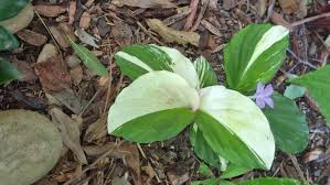 Image result for Kaempferia