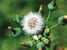 Not all flowers are showy or look like flowers; 17 Common Types Of Weeds