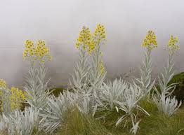 Image result for Senecio sp.no.2
