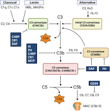 Image result for Complement Pathway