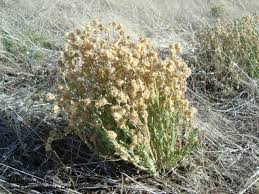 Image result for Pseudognaphalium luteo-album