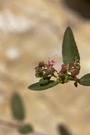 Image result for Euphorbia hyssopifolia