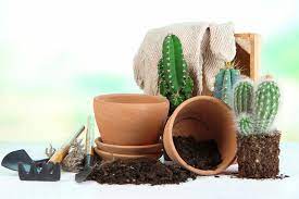 Soil the perception i mentioned earlier of cacti growing in pure sand is not held by any successful there are exceptions to every rule and just like choosing the right soil, you'll need to experiment to find the best. 5 Differences Between Cactus Soil And Potting Soil Cactuscare