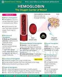 Image result for Hemoglobin