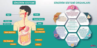 Dilek Cubuk Adli Kullanicinin Sinif Panosundaki Pin Okul Dorduncu Sinif Ders Programlari
