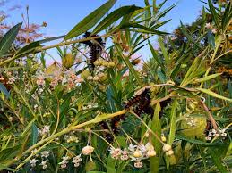 Image result for Gomphocarpus glaucophyllus