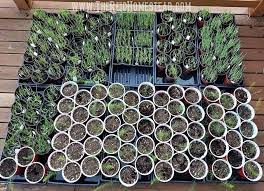 How To Grow Lavender From Seed Using The Winter Sowing Method Growing Lavender Planting Lavender Seeds Lavender Seeds