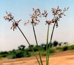 Image result for Fimbristylis quinquangularis