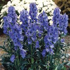 Aconitum Carmichaelii Arendsii X 3 Buy Online Order Now Bulb Flowers Shade Tolerant Plants Shade Perennials