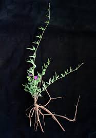 Image result for Otoptera