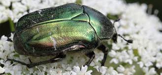 The Big Bug Hunt Bug Guides Garden Pests Identification Pests Insect Identification