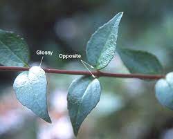 Glossy abelia, abelia x grandiflora. Abelia Grandiflora Landscape Plants Oregon State University