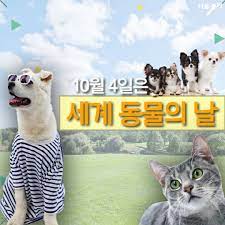 천사데이? 10월 4일은 세계 동물의 날!