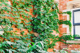 Chinese juniper, boston ivy, japanese yew, aster, hosta, sunflower, violet. Boston Ivy Plant Care Growing Guide