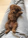 5 Types of Poodles: All Kinds of Fluffy Sizes, Shapes, and ...