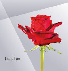 Freedom Red Rose Rose Varieties Big Blooms Red Roses