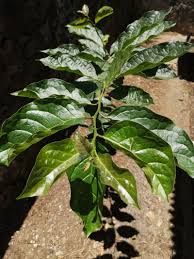 Image result for Ehretia cymosa