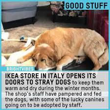 The Mega Furniture Retailer Ikea Is Warming Cold Paws And Hearts By Allowing Stray Dogs In Catania Italy To Sleep Insi Mega Furniture Retail Furniture Dogs