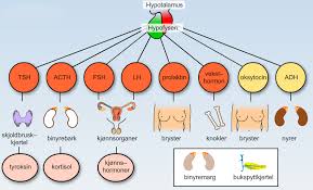 Pagesbusinessessports & recreationsports & fitness instructioncoachpeptalkvideoshvilke potentialer har din enneagram type? Biologi Hormonsystemet Ndla