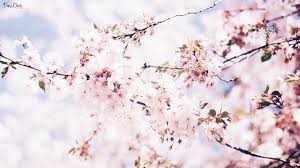 Wallpaper full hd 1920x1080 kostenlos frühling runterladen und 3840x2160 ultra hd 4k desktop bilder schöne natur hintergrundbilder für pc die desktop bilder hintergrundbilder und wallpaper die ihr in unseren webseiten finden könnt, werden auch in zukunft immer kostenlos, gratis und. Free Download Spring Flower Wallpaper Kostenlose Hintergrunde