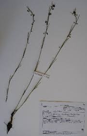 Image result for Aspidoglossum biflorum