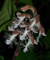 Image result for Orthochilus euanthus