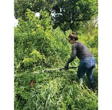 Shop with afterpay on eligible items. Sunn Hemp Grown With Tropical Fruit Trees Carambola Being Cut With A Download Scientific Diagram