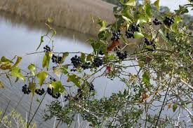 Image result for Smilax