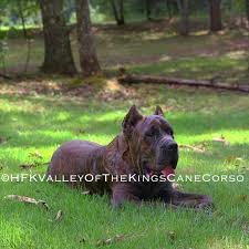 Dog ear cropping near me cost. Ear Cropping Clermont Animal Hospital