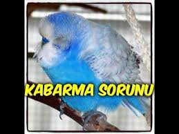 Muhabbet Kuslari Neden Kabarik Durmaya Baslar Why Do Birds Start To Fluffy Youtube