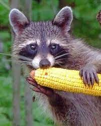 Feed the squirrels lure squirrels away from your vegetable garden with squirrel food. Raccoon Eating Corn Animals Paint By Numbers Numpaint Paint By Numbers