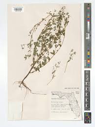 Image result for Euphorbia hyssopifolia