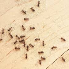 This will prevent ants from hanging around to harvest honeydew. How To Get Rid Of Ants 20 Ways To Get Rid Of Ants Naturally