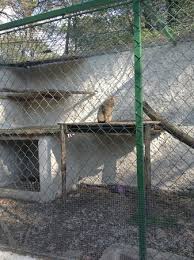 Numerous trips to lowes and. Small Cat Enclosure Picture Of Zoo Fauverie Du Faron Toulon Tripadvisor