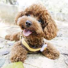 Breeders weren't intentionally producing these smaller versions of the standard poodle until the 1400s. Poodle Toy Or Tea Cup Puppies For Sale Adoptapet Com