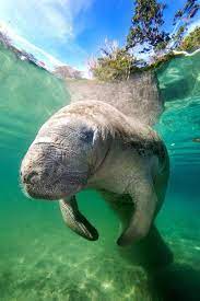 Manatee Manatee Animals Beautiful Sea Cow