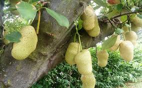 328 jack fruit tree products are offered for sale by suppliers on alibaba.com, of which artificial plant accounts for 4 you can also choose from brown jack fruit tree, as well as from trees jack fruit tree. Tropical Fruit Trees Jack