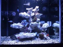 Rockscape Saltwater Aquarium Reef Tank Aquascaping Saltwater Fish Tanks