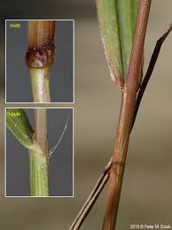 Image result for Eragrostis friesii