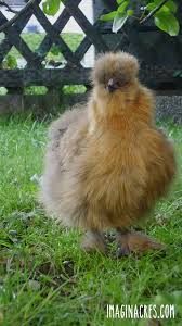7 Interesting Facts About Silkie Chickens Imaginacres Video Video Silkie Chickens Chickens Backyard Chickens Backyard Breeds