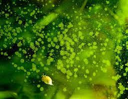 How to remove green spot algae and how to kill green spot algae are questions that i get asked quite a lot. How To Easily Identify And Remove Green Spot Algae Fishlab