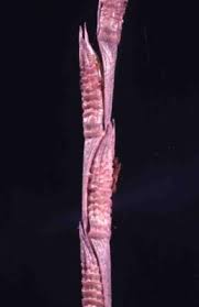 Image result for Rhytachne