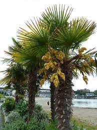 Just Looking At A Tropical Tree Makes Most People Feel Warm And Relaxed However You Don T Have To Wait For Your V Palm Tree Care Plants Cold Hardy Palm Trees