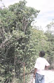 Image result for Coffea ligustroides